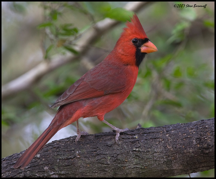 _7SB1961 northern cardinal.jpg - birds, photos, avian, nature, photography, fotos, images
